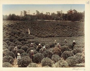 H7. Uji Tea Garden