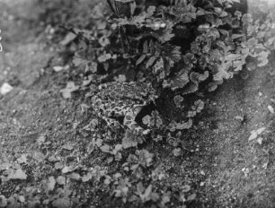 Wechselkröte : Wechselkröte (Bufotes viridis Laurenti).