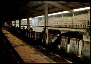 Befahrbarer Futtertisch der Offenstallanlage in Bernburg