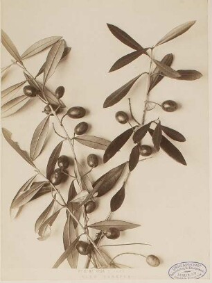P. 4. N.° 17124 S. Remo - Olea Europea