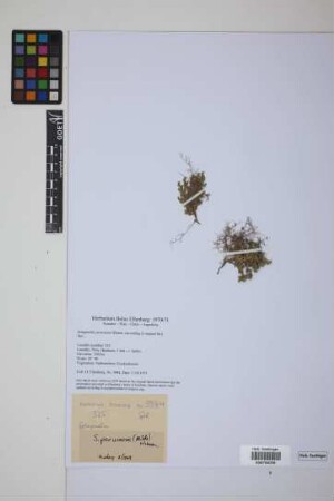 Selaginella peruviana Hieron.