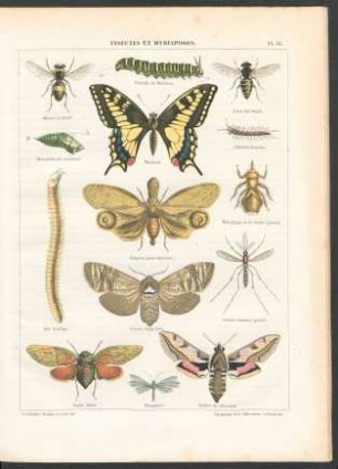 Tafel 31. Insectes et myriapodes.