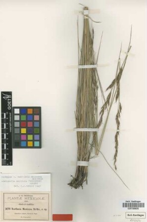 Danthonia mexicana Scribn. [isotype]