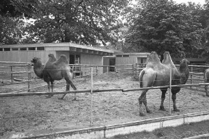 Bau neuer Stallungen für die Kamele des Karlsruher Zoos bei den Freigehegen an der Ostseite des Tierparks.