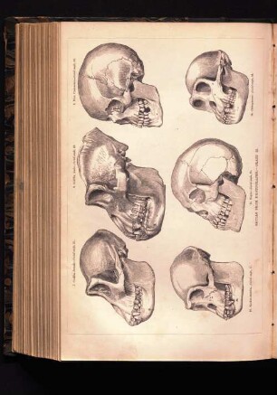 Skulls from Photographs -Plate 2.