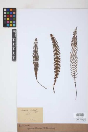 Blechnum spicant (L.) F.W.Weiss