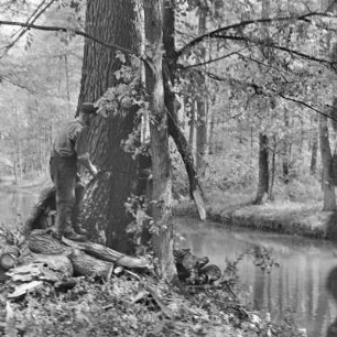 Waldarbeiter im Hochwald. : Lěsni dźěłaćerjo we wysokolěsu.