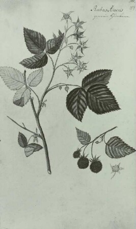 Pflanzenhandschrift: Rosengewächse - Rosaceae, Himbeere - Rubus idaeua L. blühend und fruchtend