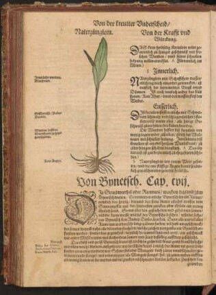 Von Bynetsch, Cap. CVII