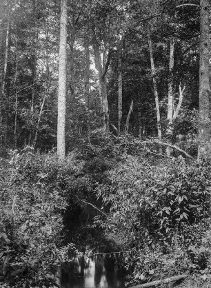 Laubwald : Blick in einen Laubwald im Nationalpark Bialowieza.