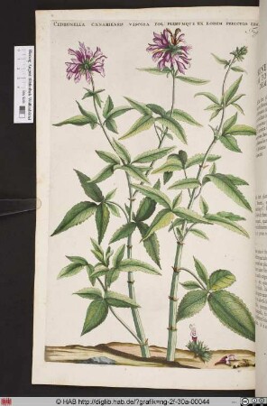 CEDRONELLA CANARIENSIS VISCOSA.