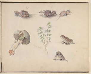 Vogeljungen, darunter ein Pilz, Augentrost und Kröten [aus einem Skizzenbuch vornehmlich mit Tier- und Pflanzenstudien]