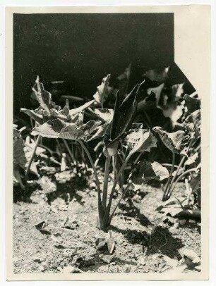 Arum Palaestinum