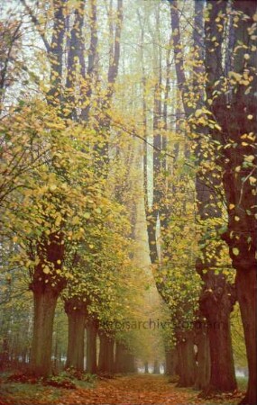 Lindenallee