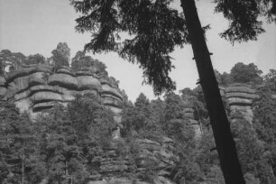 Bad Schandau: Schrammsteine, nahe, Vordergrund Tannenstamm