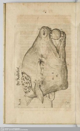 Der Kalbskopf.