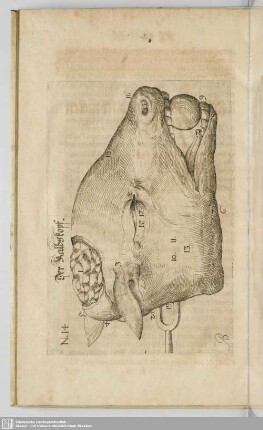 Der Kalbskopf.
