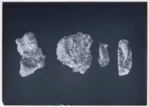 Böttinger Marmor, Fossilien
