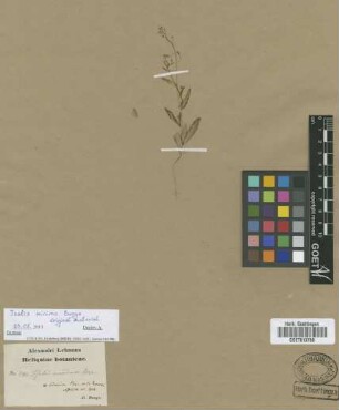 Isatis minima Bunge [type]