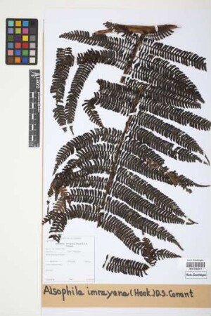 Alsophila imrayana (Hook.) Conant