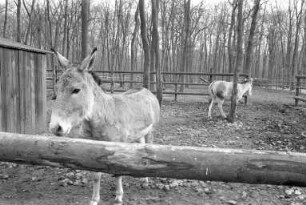 Tierpark Oberwald