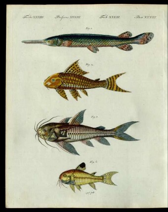Gepanzerte Fische.