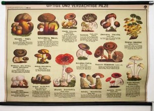 Giftige und verdächtige Pilze