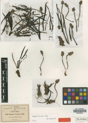 Plantago linearis Kunth