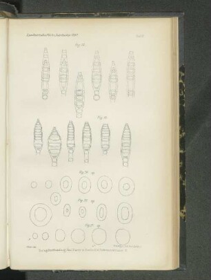 Tafel X. Fig. 18. - Fig. 21