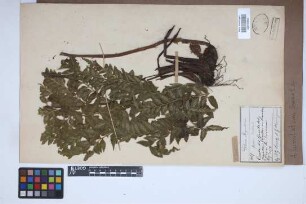 Asplenium lunulatum Sw.