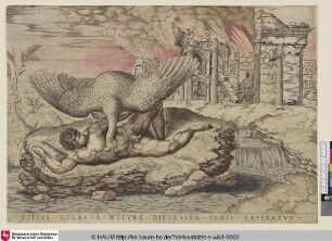 Titius gigas a wlture