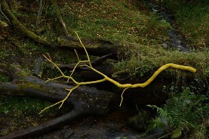 Leaning into the Wind - Andy Goldsworthy