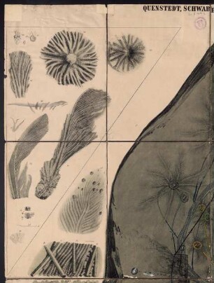 Quendstedt, Schwabens Medusenhaupt, Lithographie, gezeichnet von Ferd. Schlotterbeck, Verlag der H. Lauppschen Buchhandlung, Tübingen