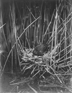 Wasserralle : Eine Wasserralle (Rallus aquatioris Linnaeus) auf dem Nest.