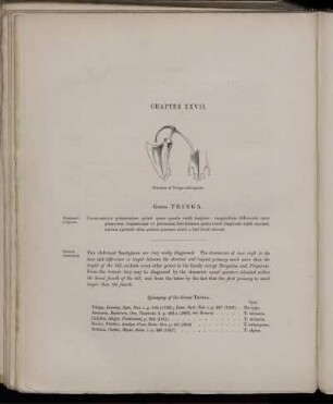Chapter XXVII. Genus Tringa.