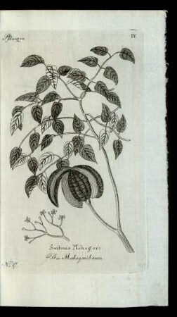 No 17. Switenia Mahagoni. Der Mahagonibaum.