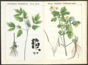 Tafel X.: Aehrentragendes Christophskraut. [...] Grosses Schöllkraut. [...]