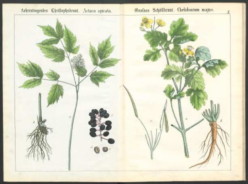 Tafel X.: Aehrentragendes Christophskraut. [...] Grosses Schöllkraut. [...]