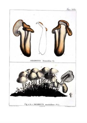 Tav. XIX. Agaricus Sementino Viv. Fig. a. b. c. Agaricus mastoideus Fries.