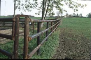 Fotografie: Pferdehaltung, Laufstallhaltung