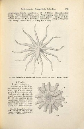 Lehrbuch der vergleichenden Anatomie der wirbellosen Thiere, 8/9. (1894). - S. 872-1197 : Ill.