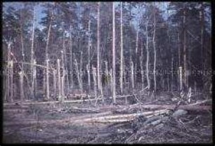 Baumschäden im Tegeler Forst