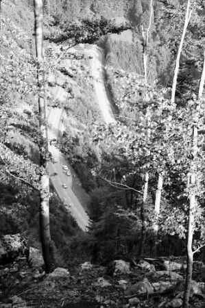 Blick durch die Bäume auf die Notschreistraße