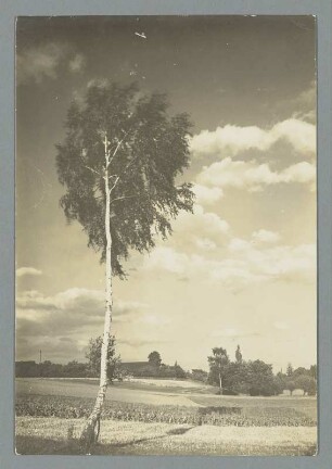 Landschaft mit Birke