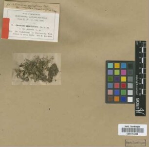 Fissidens zippelianus Dozy & Molk. var. M.Fleisch. irroratus[isotype]