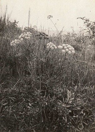 Berg-Haarstrang (Peucedanum oreoselinum)
