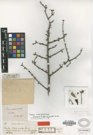 Tabebuia nodosa (Griseb.) Griseb. var. Griseb. parviflora[lectotype]
