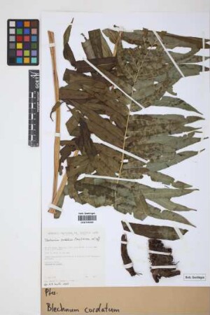 Blechnum cordatum (Desv.) Hieron.