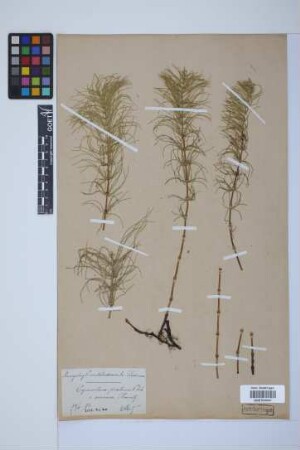 Equisetum pratense Ehrh.