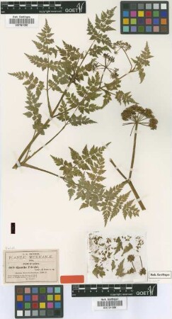 Oenanthe pringlei J.M.Coult. & Rose [isotype]